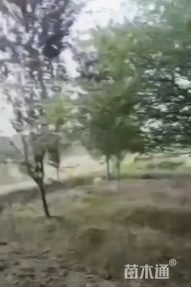 10公分垂丝海棠