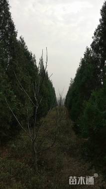 高度3000厘米侧柏