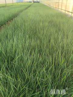 高度30厘米坡地毛冠草