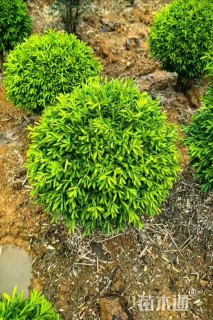 冠幅50厘米雀舌黄杨球