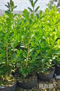 高度55厘米瓜子黄杨