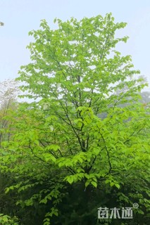 15公分珙桐