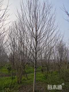 10公分美国红枫