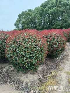 冠幅120厘米茶梅球