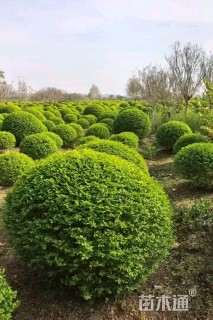 高度120厘米小丑火棘球