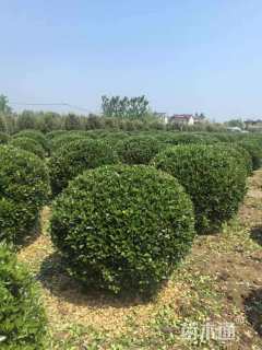 冠幅220厘米冬青球