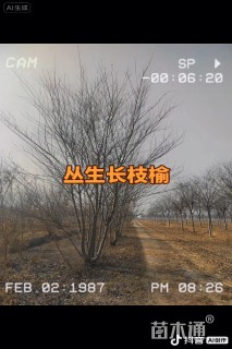 40公分长枝榆