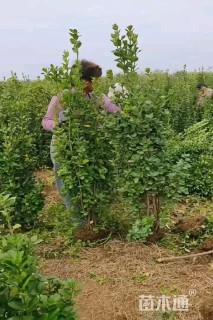 高度200厘米北海道黄杨