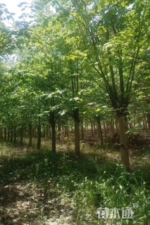 10公分暴马丁香