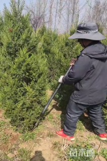 高度200厘米蜀桧