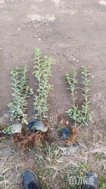 高度80厘米金边黄杨