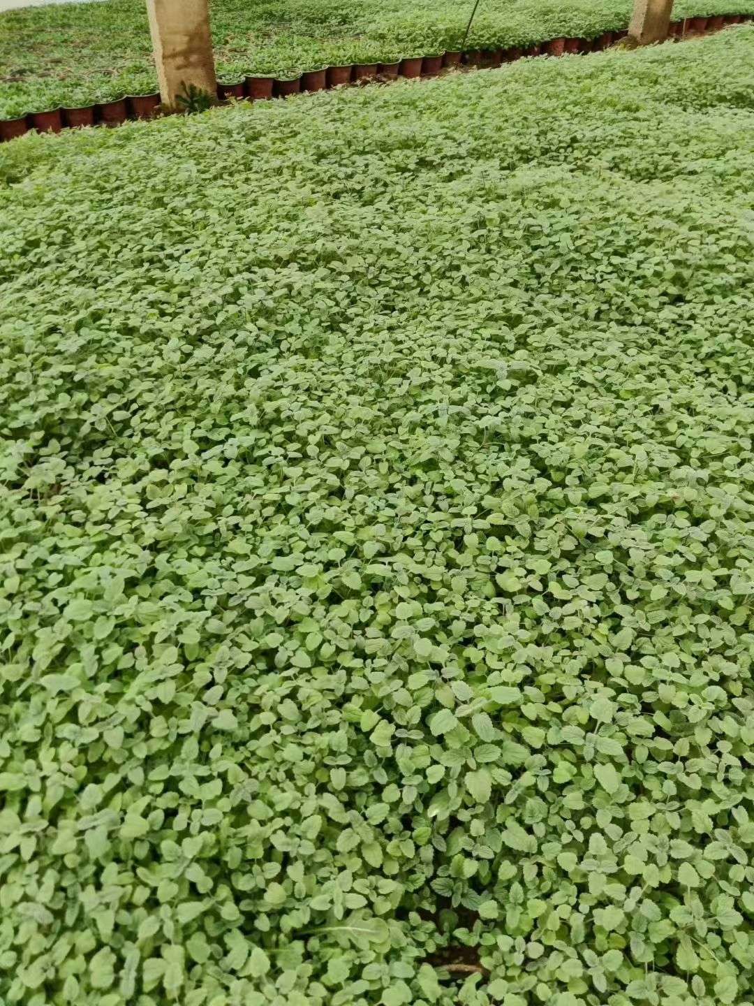 高度15厘米荆芥