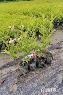 高度30厘米花叶锦带
