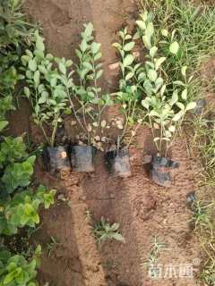 高度35厘米卫矛