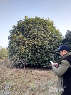 15公分桂花