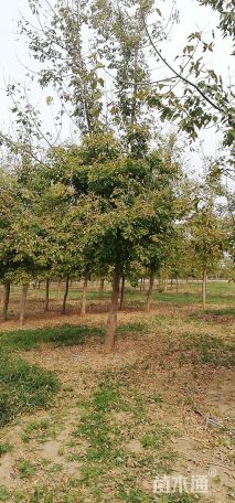 15公分金叶复叶槭