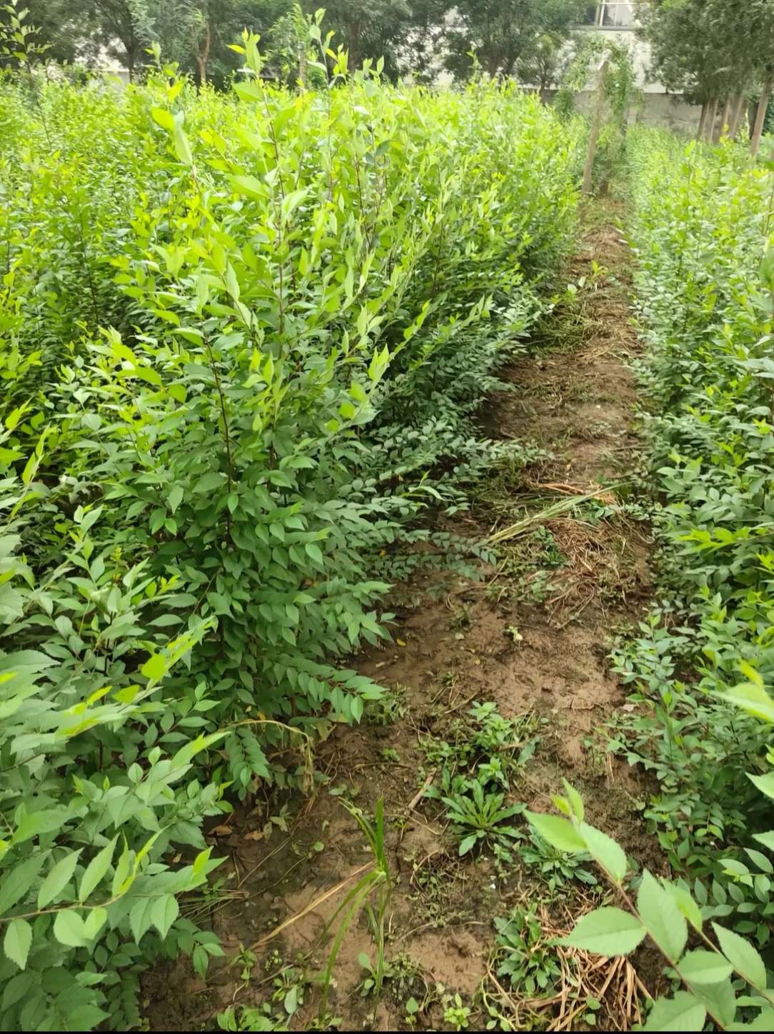 高度100厘米榆树小苗