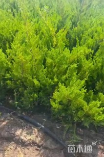高度60厘米龙柏