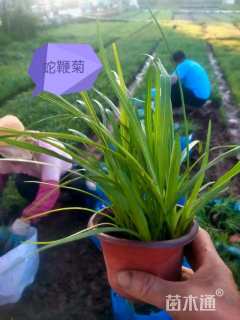 高度20厘米蛇鞭菊