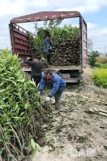 高度100厘米法国冬青