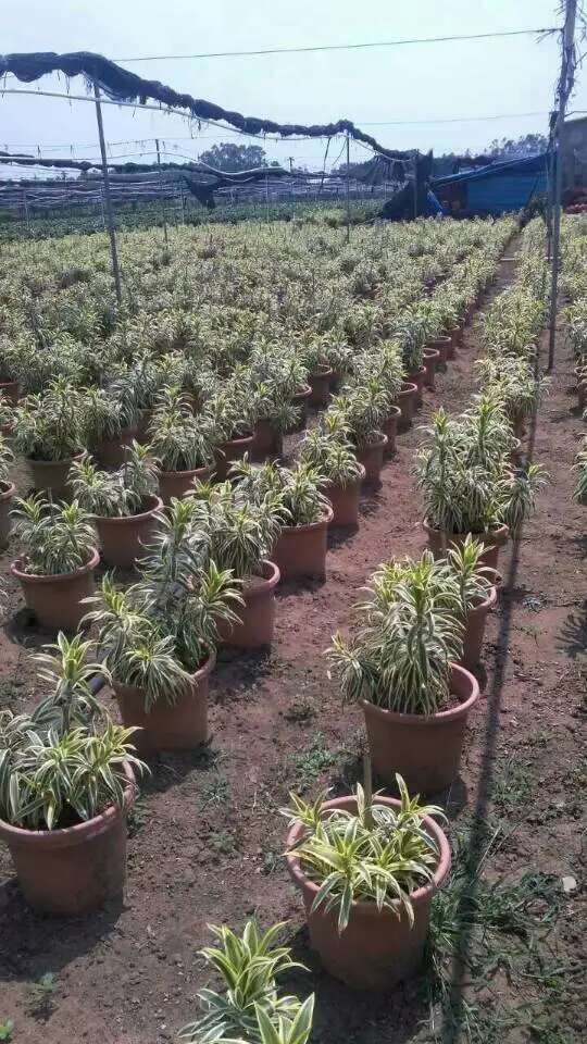 高度50厘米金边百合竹