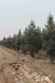 高度350厘米云杉