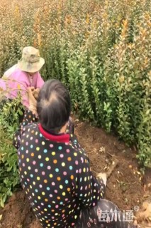 高度30厘米瓜子黄杨