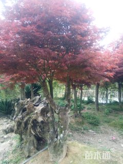 10公分美国红枫