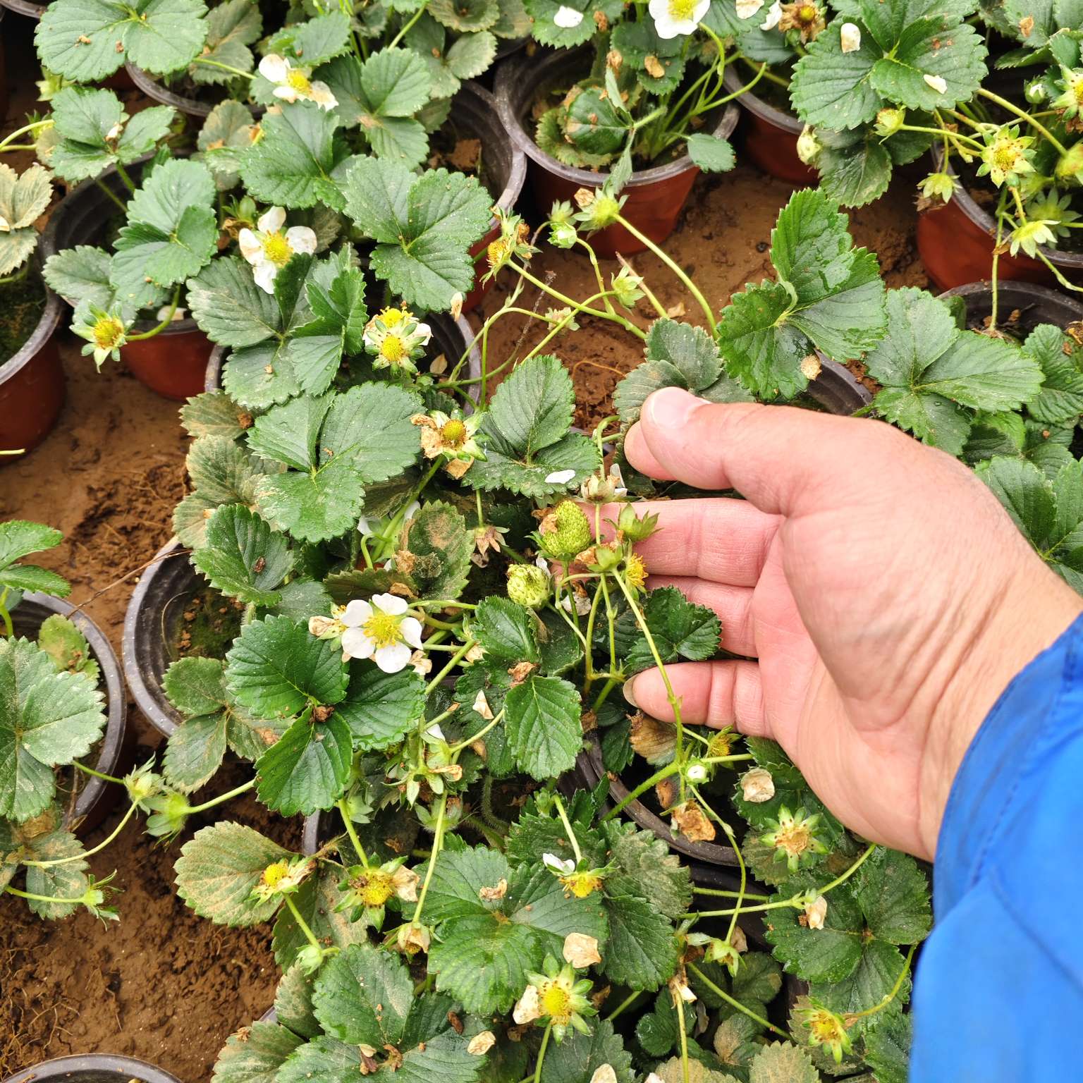 高度12厘米草莓