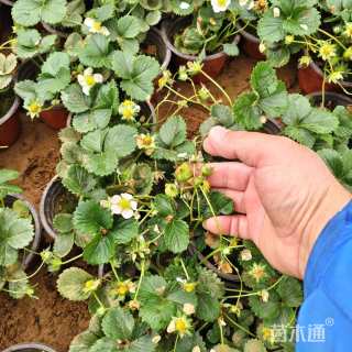 高度12厘米草莓