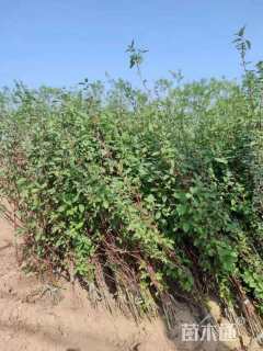 高度80厘米红瑞木