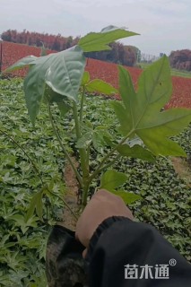 高度40厘米八角金盘小苗