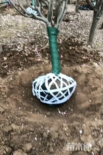 8公分西府海棠