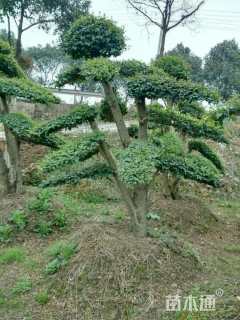 18公分造型小叶女贞