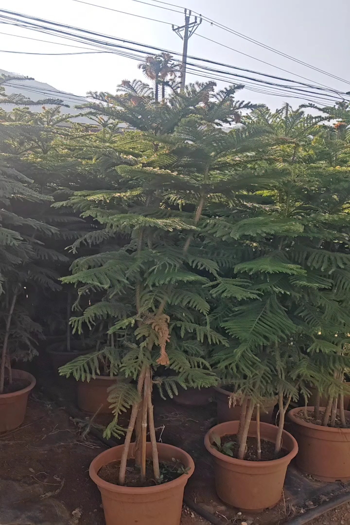 2公分南洋杉