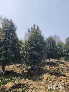 8公分桂花