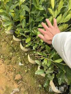 高度30厘米中叶栀子