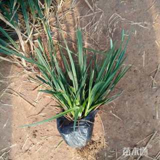 高度15厘米崂峪苔草