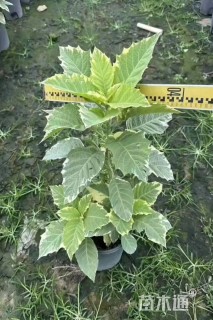 高度40厘米曼陀罗