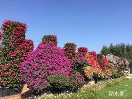 高度310厘米三角梅