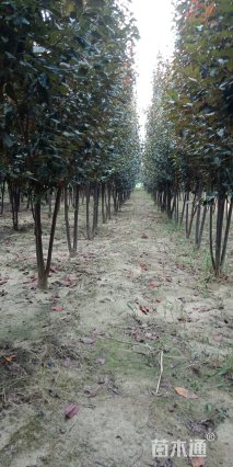 8公分樱花