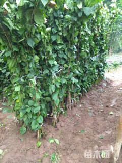 高度80厘米三角梅