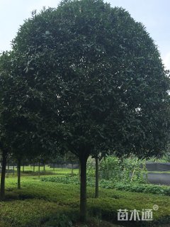 15公分桂花