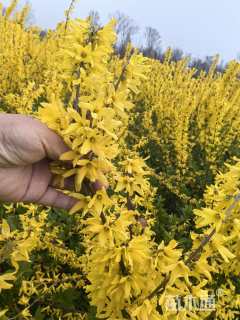 高度80厘米连翘