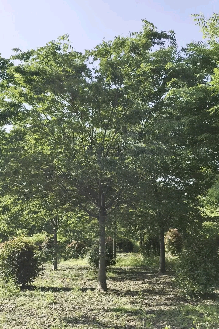 27公分榉树