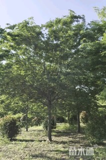 27公分榉树