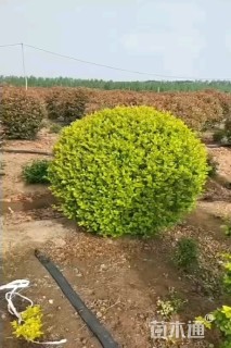 冠幅50厘米瓜子黄杨球