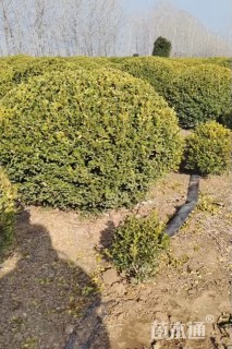 高度150厘米瓜子黄杨