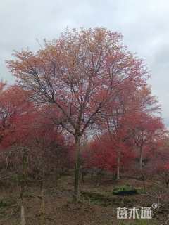 25公分日本红枫