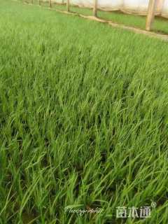 高度10厘米花菖蒲